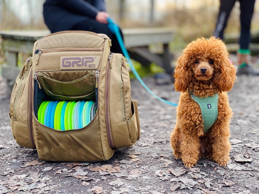 Traveling with Small Dogs Tips for Pet Travel During Covid19 (Part 1)
